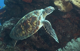 Sipadan_2015_Tortue Franche_Chelonia mydas_IMG_2083_rc